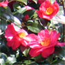 山茶花