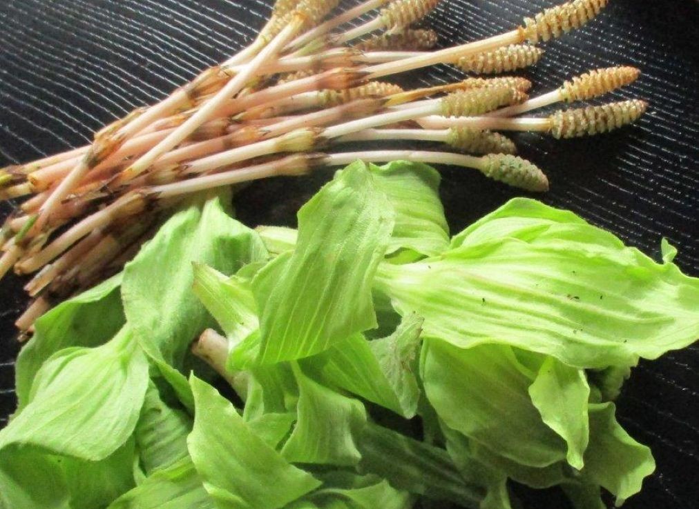 土筆、蕗の薹