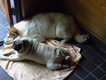 ピ、サンタ好き