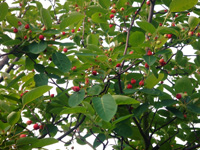 ラズベリーが…